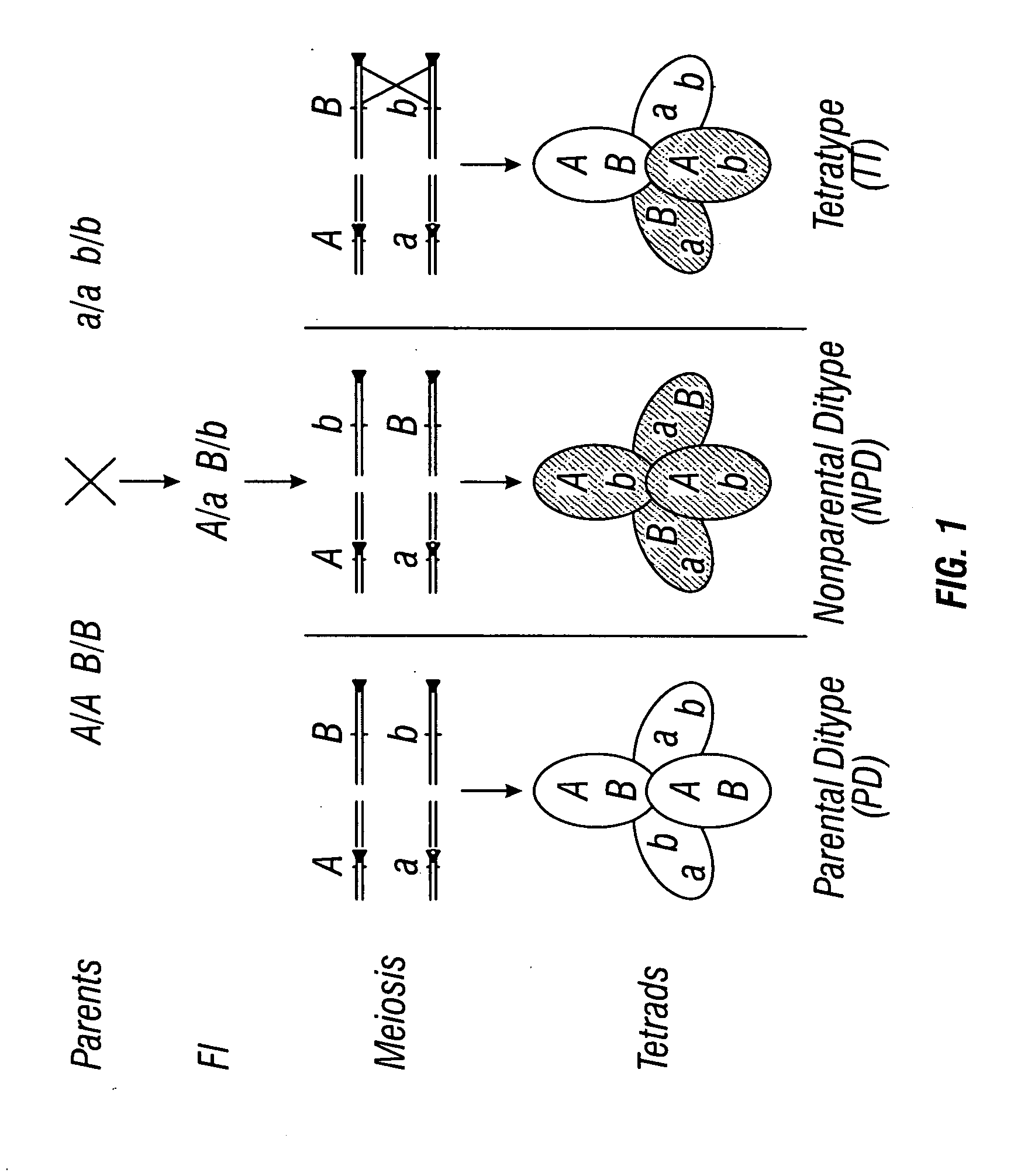 Plant chromosome compositions and methods