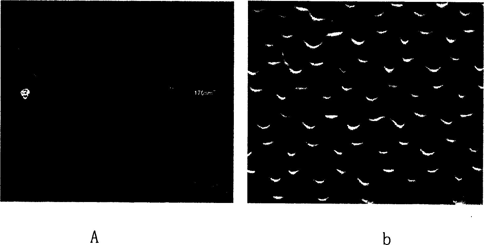 Method for preparing nano dot array of controllable unit size using nano ball template