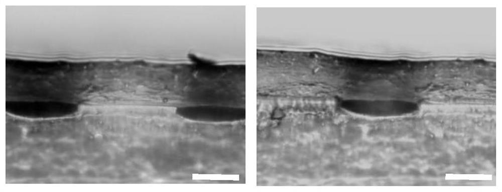 A Flexible Strain Sensor with Strain Isolation Effect