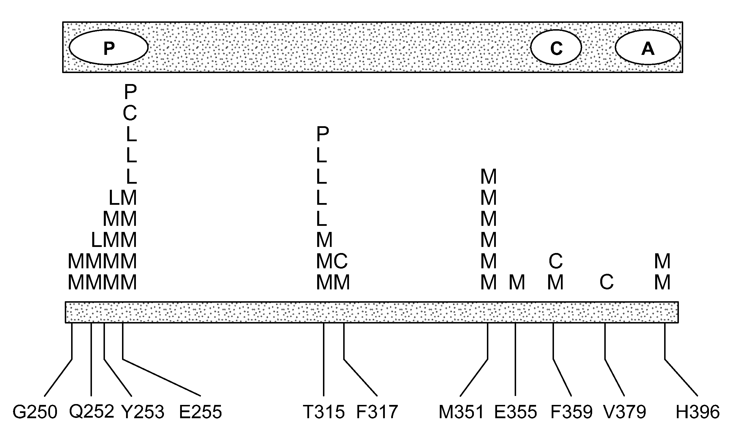 Mutations in the BCR-ABL tyrosine kinase associated with resistance to STI-571