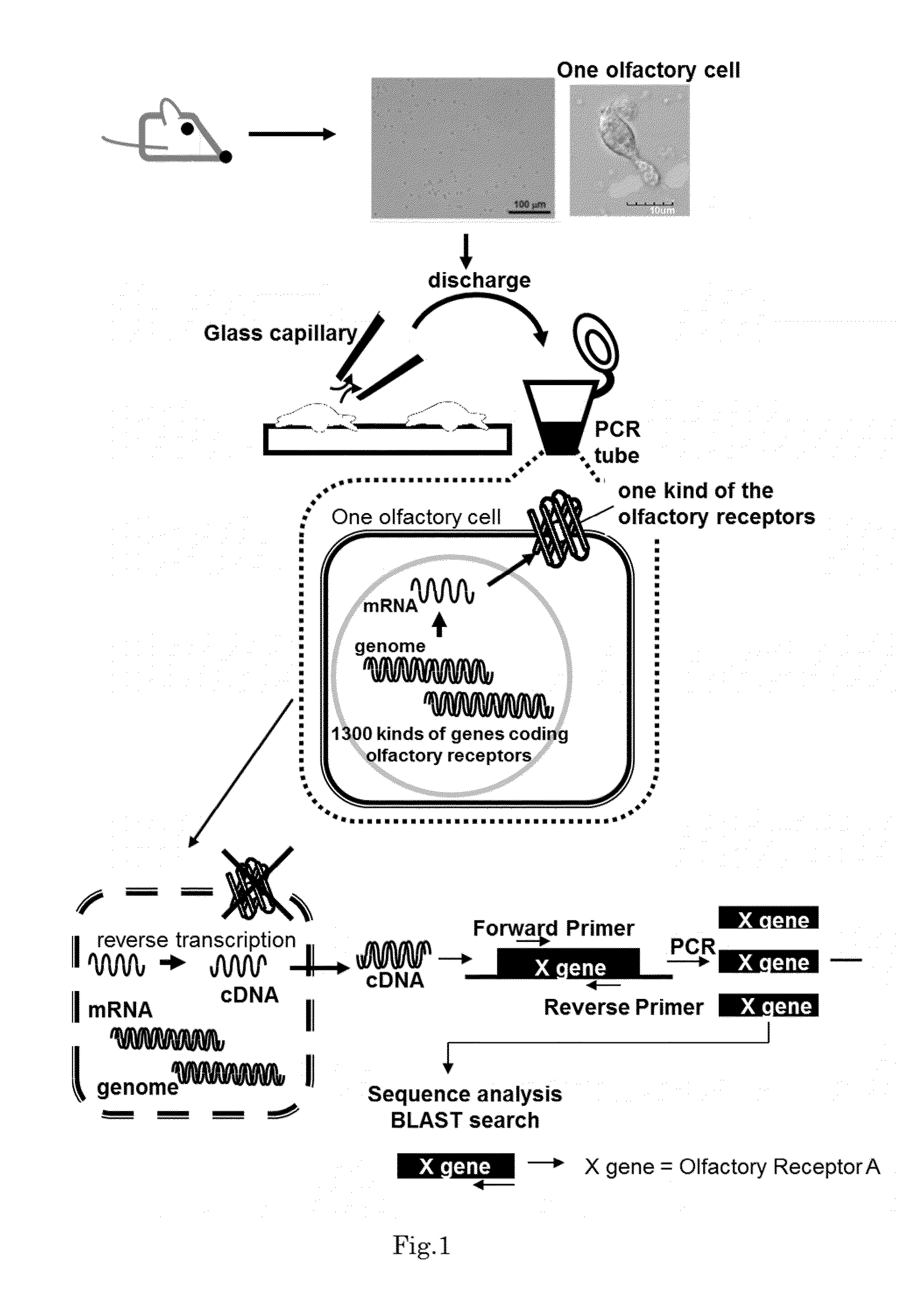 Method for identifying olfactory receptor included in one olfactory cell