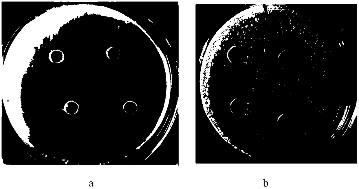 Bovine lactoferricin-human lysozyme fused protein, gene and application thereof