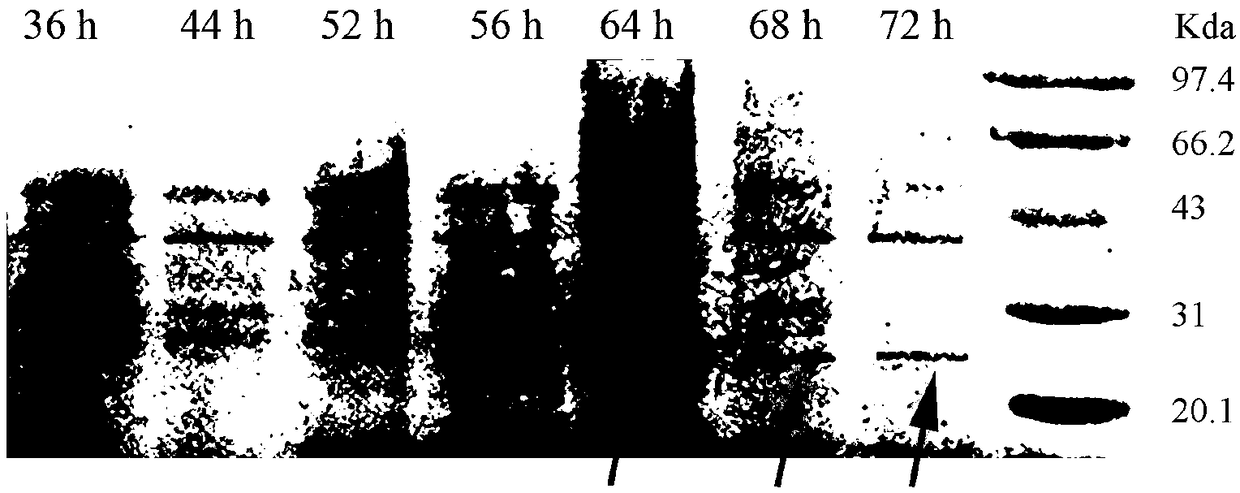 Bovine lactoferricin-human lysozyme fused protein, gene and application thereof