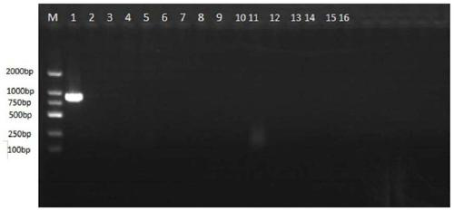 PCR detection primers for klebsiella as pathogeny of mulberry bacterial wilt disease and application of PCR detection primers