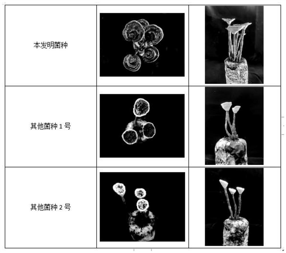 Amauroderma rugosum strain and cultivation, picking and preservation method thereof