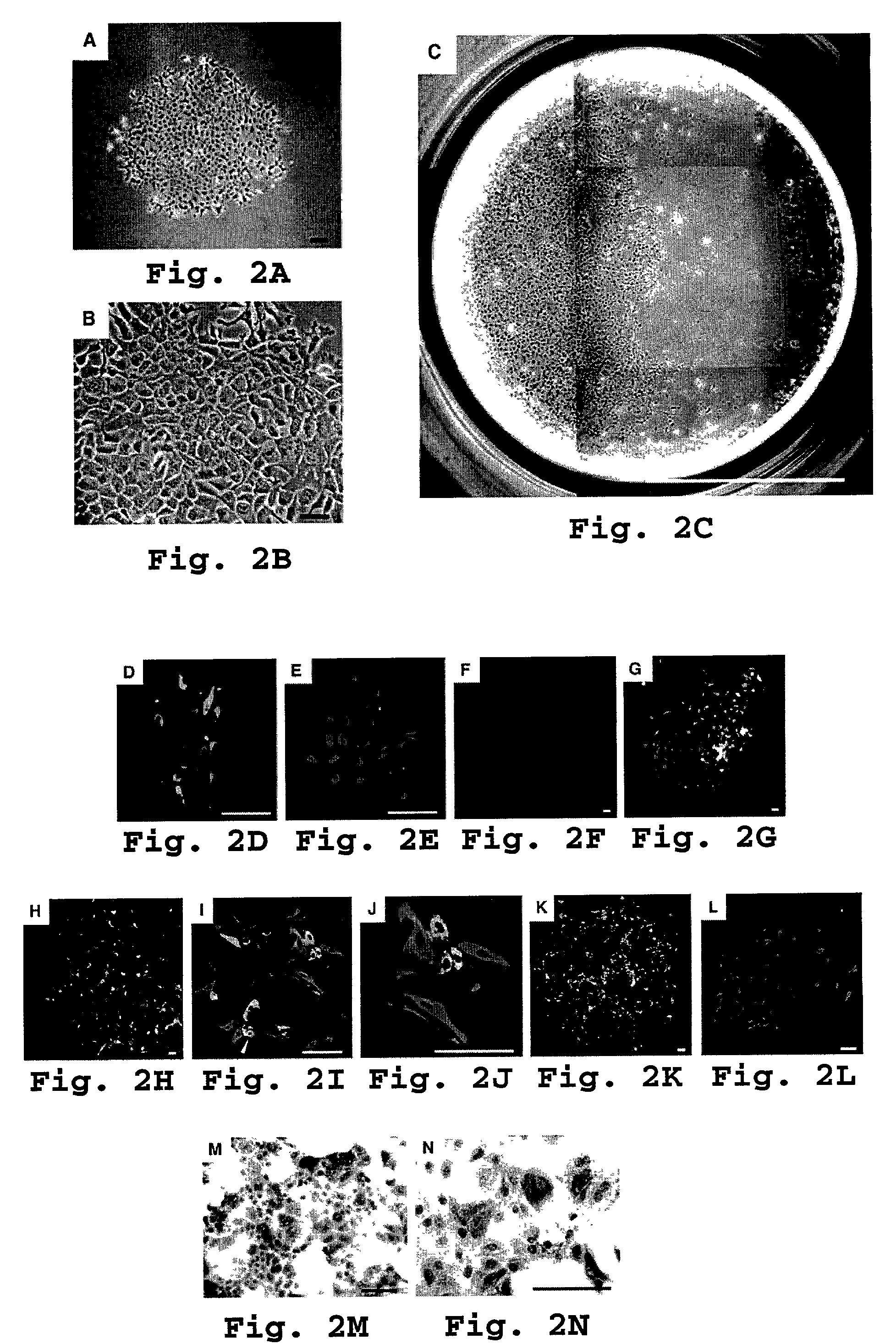 Self-renewing pluripotent hepatic stem cells