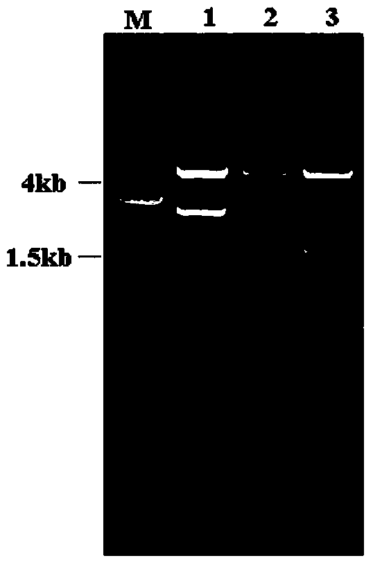 RNA (Ribose Nucleic Acid) with high TuMV (Turnip Mosaic Virus) resistance and RNAi (RNA interfere) vector for coding same