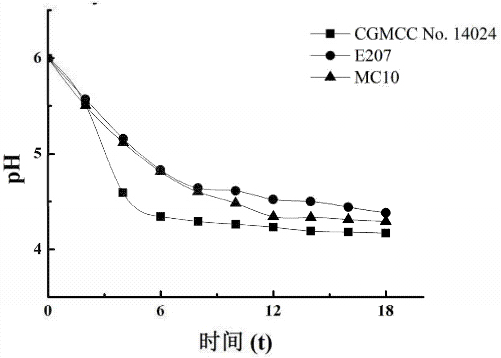 Lactococcus lactis lactate subspecies with high output of hexanoic acid and its application