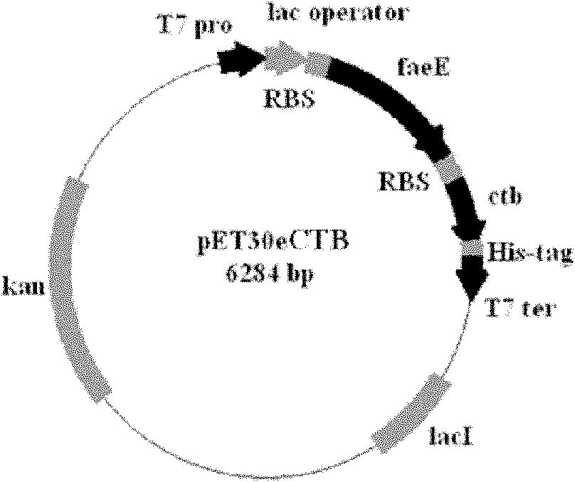 Foreign protein soluble expression plasmid, preparation method thereof and application method thereof