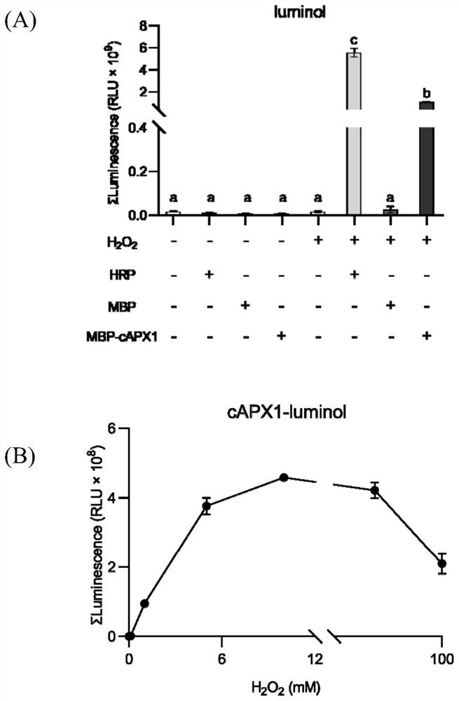 Application of ascorbic acid peroxidase 1 in catalysis of luminol chemiluminescence reaction