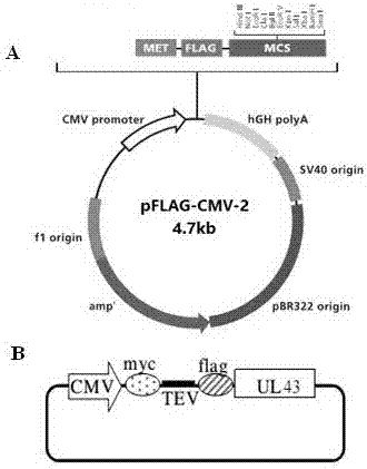 Application of UL43 protein in preparing medicine for preventing and treating cellular mitochondrial dysfunction