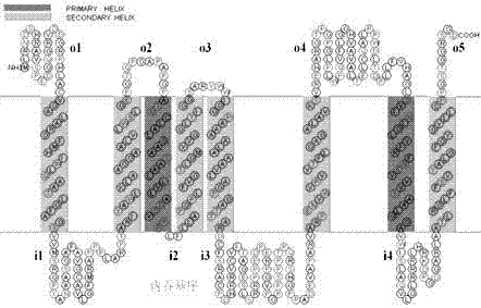 Application of UL43 protein in preparing medicine for preventing and treating cellular mitochondrial dysfunction