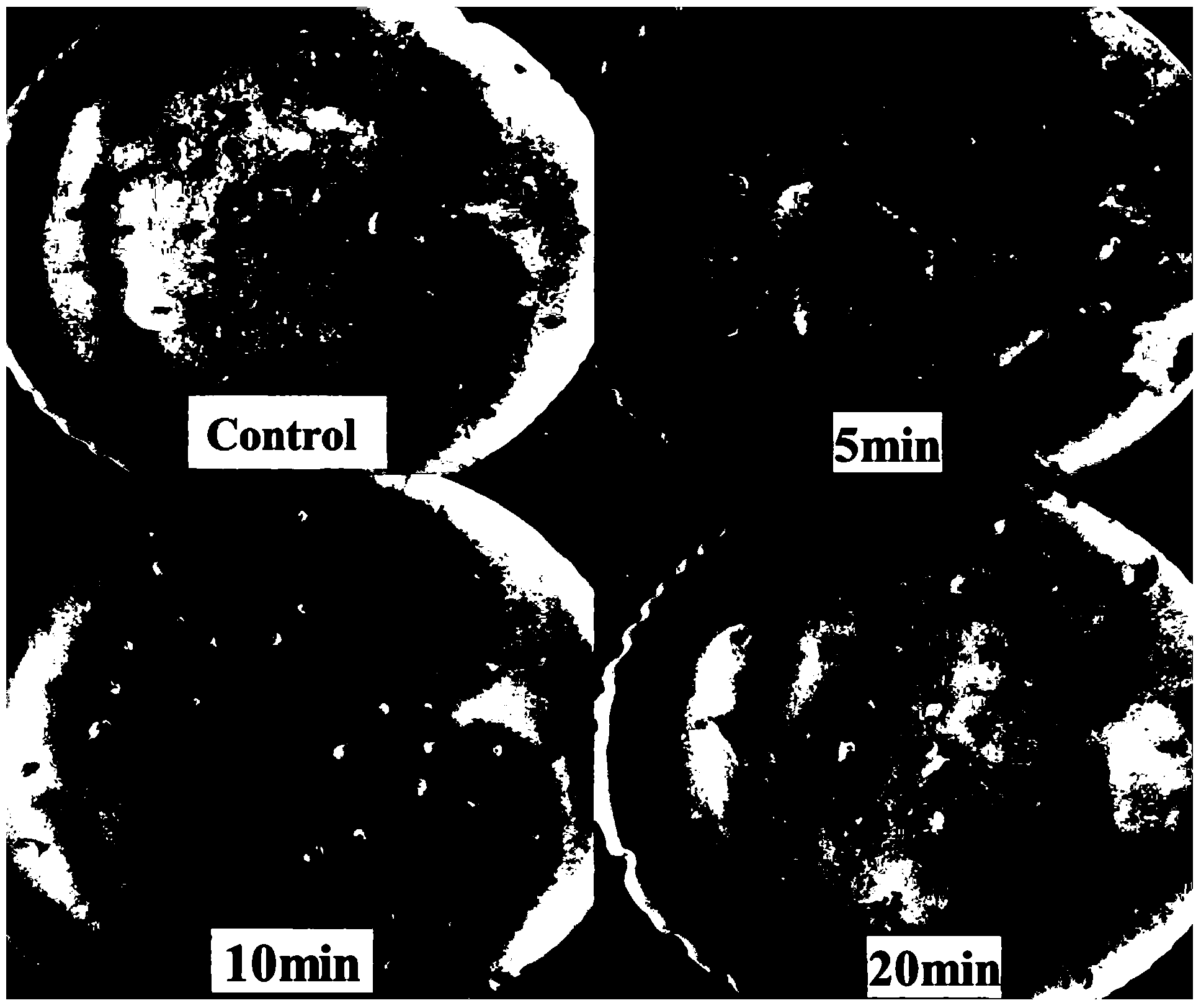 Method for promoting Codonopsis pilosula seed germination by utilizing bacteriabeneficial beneficial bacteria