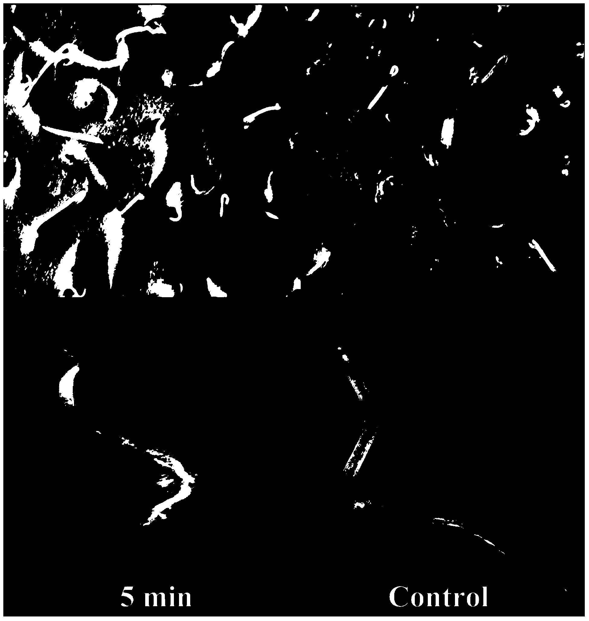 Method for promoting Codonopsis pilosula seed germination by utilizing bacteriabeneficial beneficial bacteria