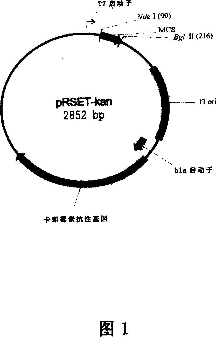 Use of recommbined D-amino acid oxidase