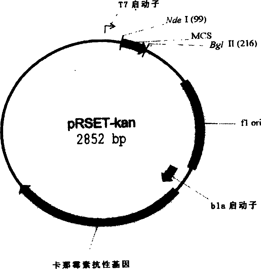 Use of recommbined D-amino acid oxidase