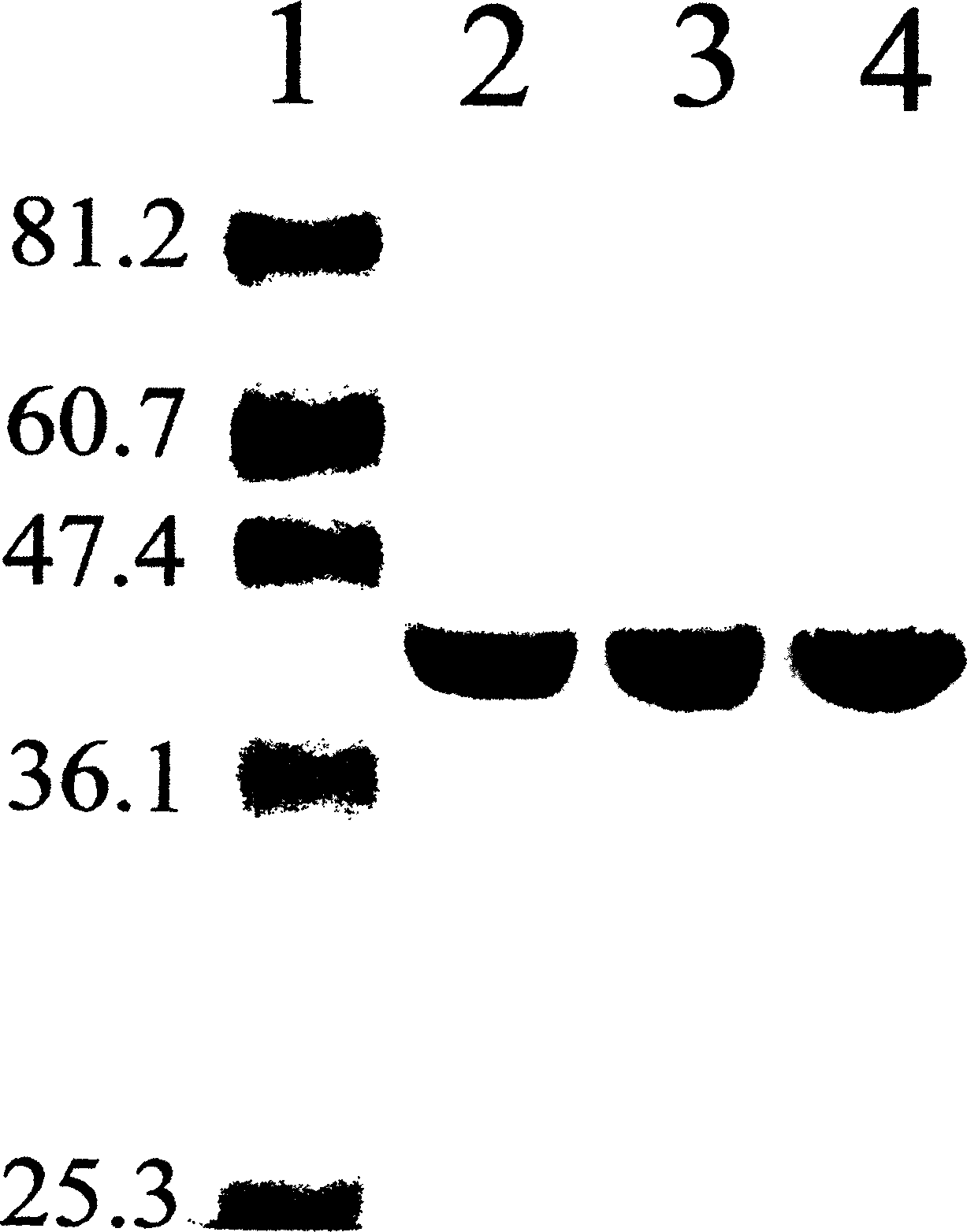 Use of recommbined D-amino acid oxidase