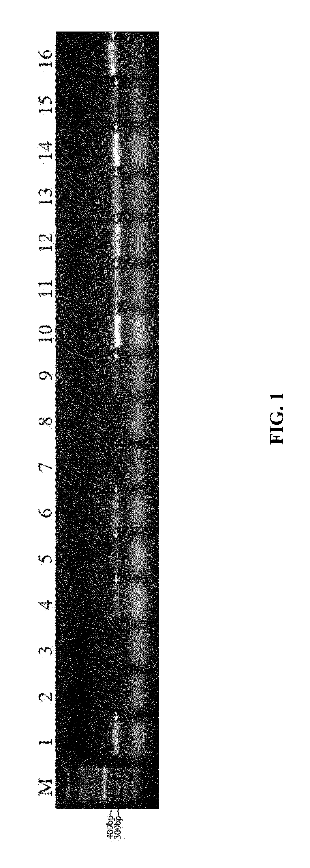 Method for identifying HB red-corolla upland cotton