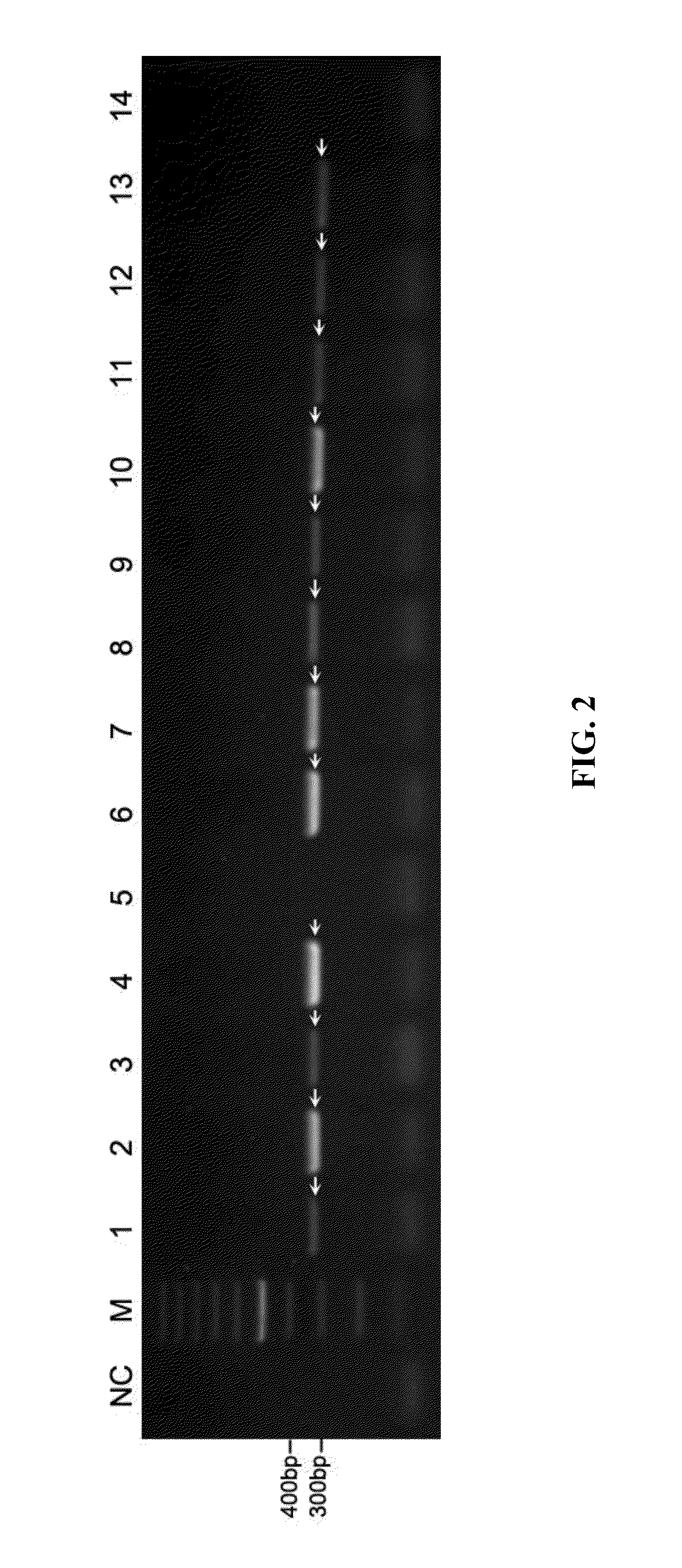 Method for identifying HB red-corolla upland cotton