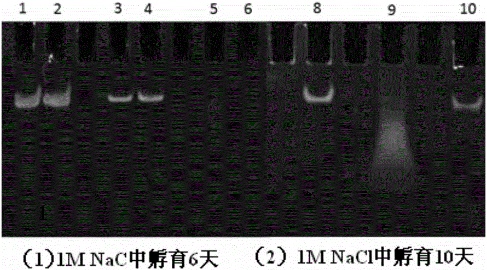 Protein or polypeptide drug-loaded tissue adhesive film and preparation method thereof