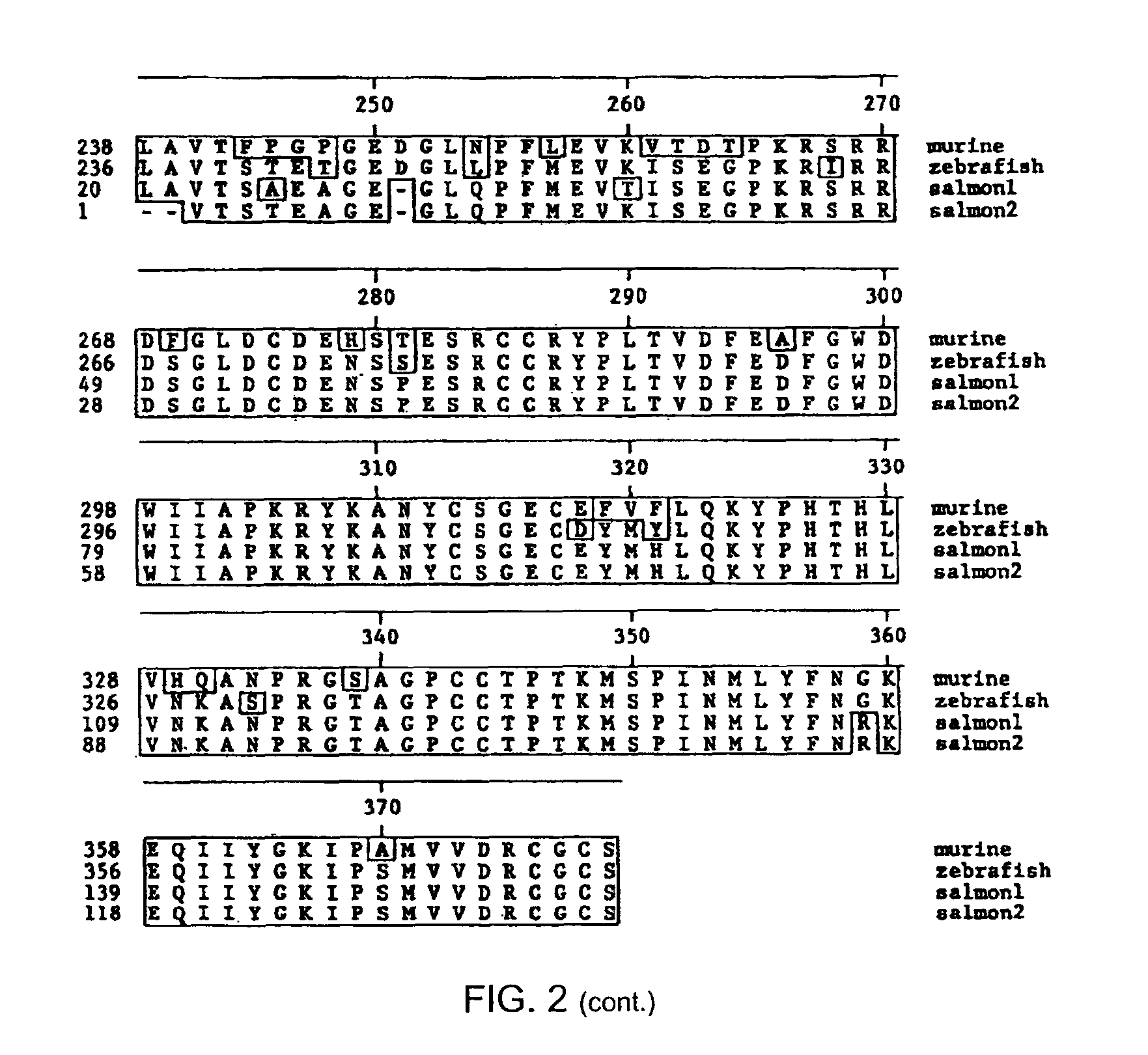 Methods of increasing muscle mass using follistatin-like related gene (FLRG)