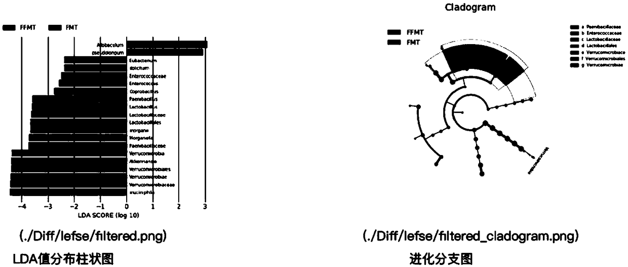 Intestinal flora researching method based on feces filtering and transplanting