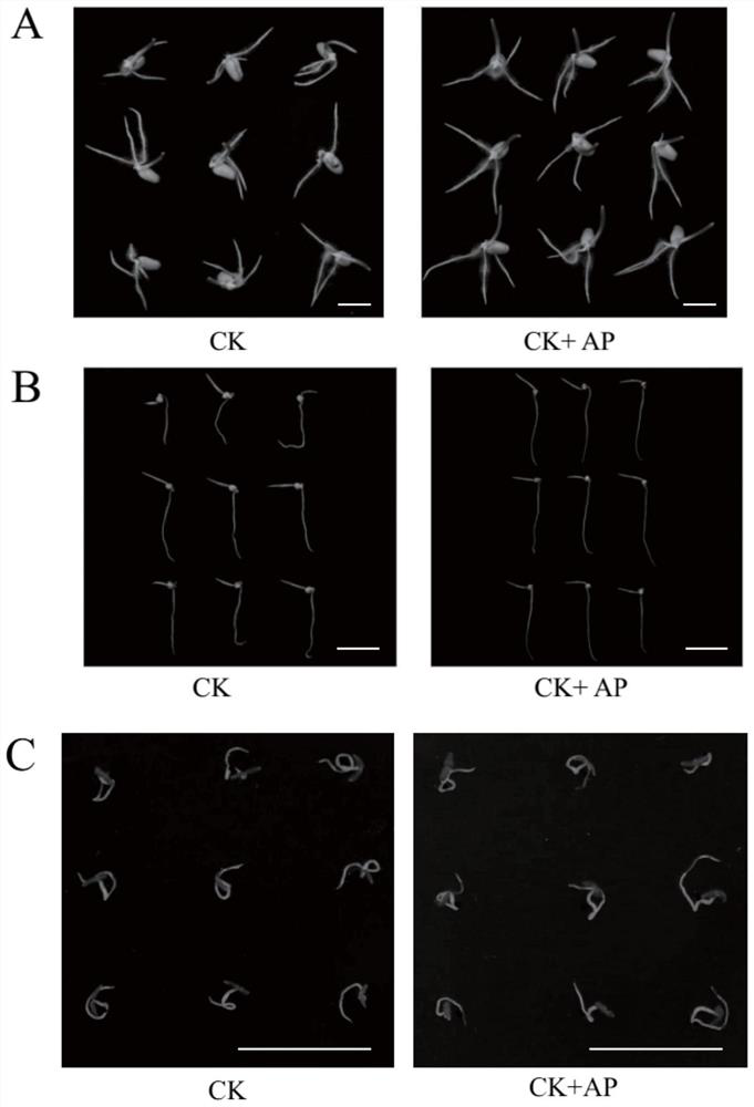 Application of apigenin in preparation of preparation for promoting plant growth and improving plant salt tolerance