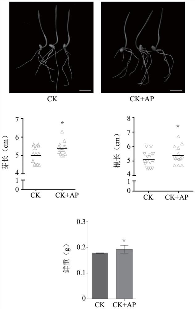 Application of apigenin in preparation of preparation for promoting plant growth and improving plant salt tolerance