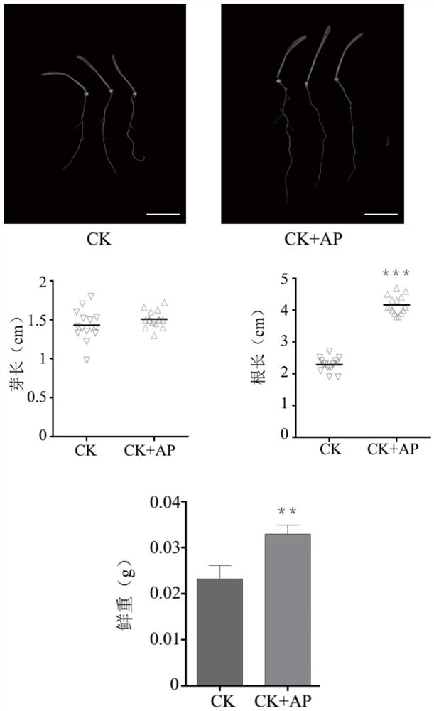 Application of apigenin in preparation of preparation for promoting plant growth and improving plant salt tolerance