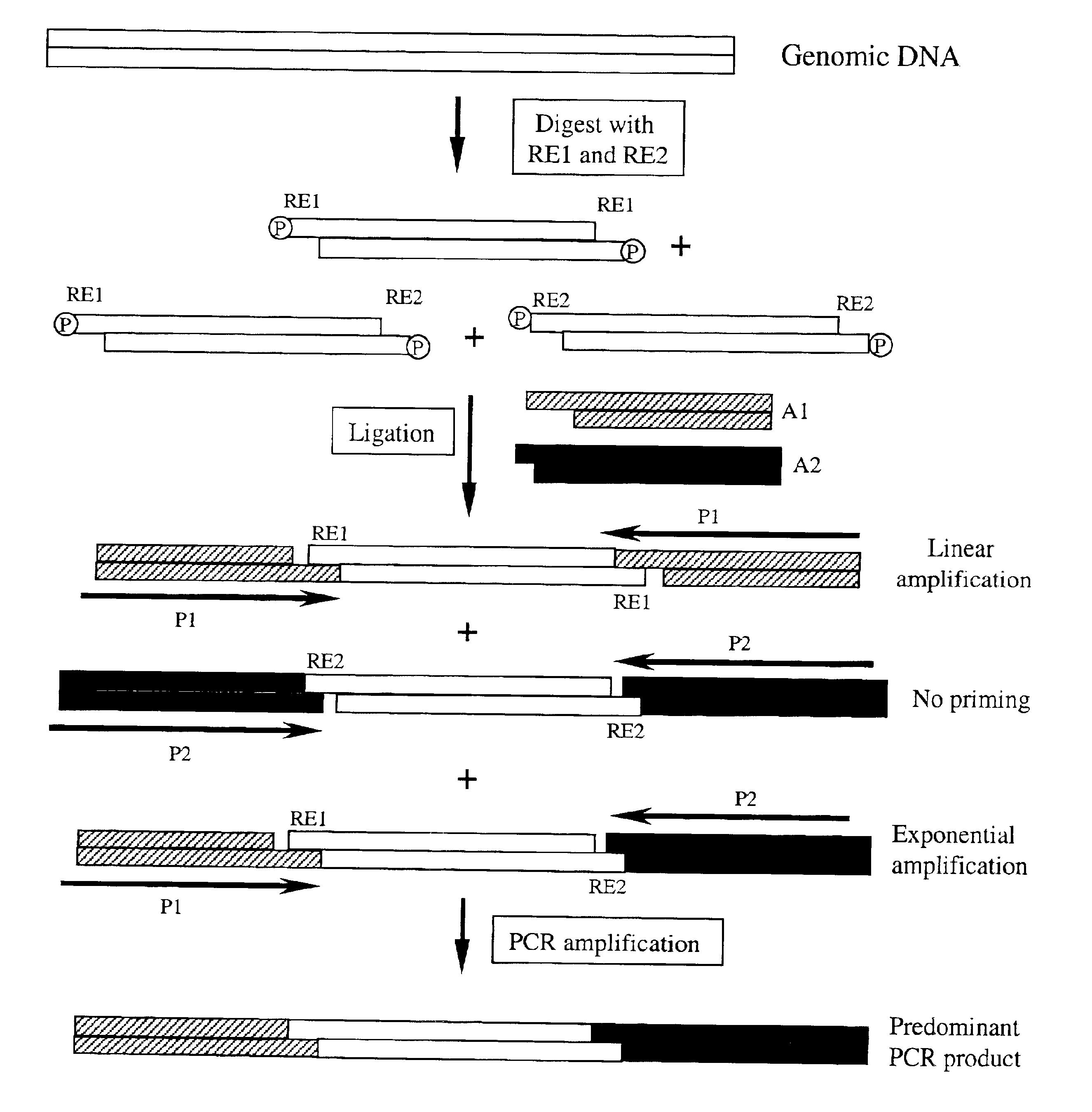 Complexity management of genomic DNA