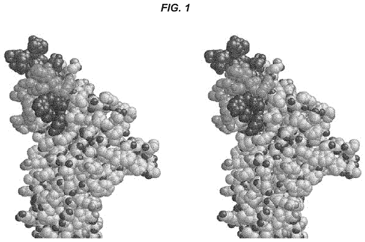 Peptides and uses thereof for diagnosing and treating myasthenia gravis