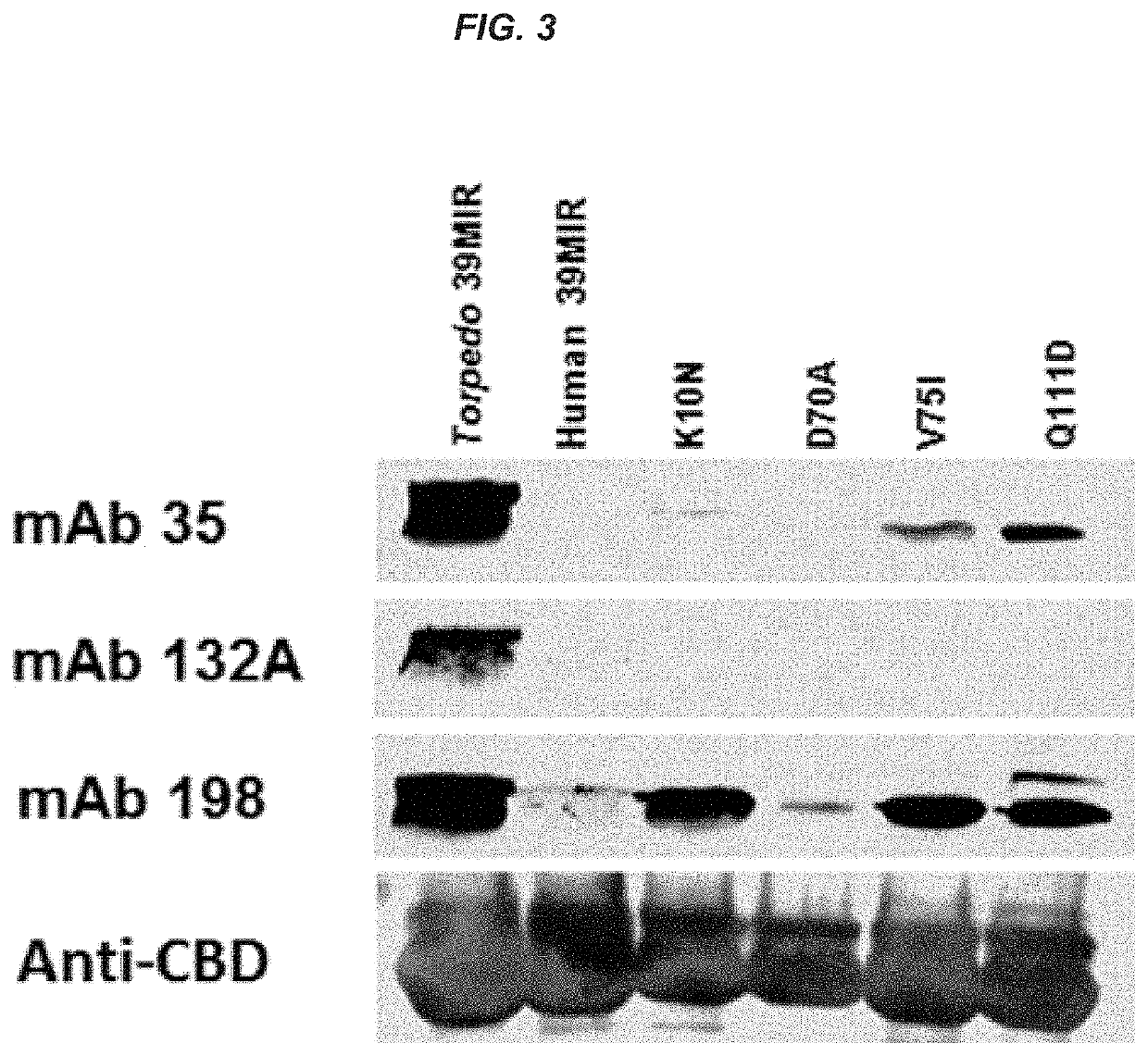 Peptides and uses thereof for diagnosing and treating myasthenia gravis