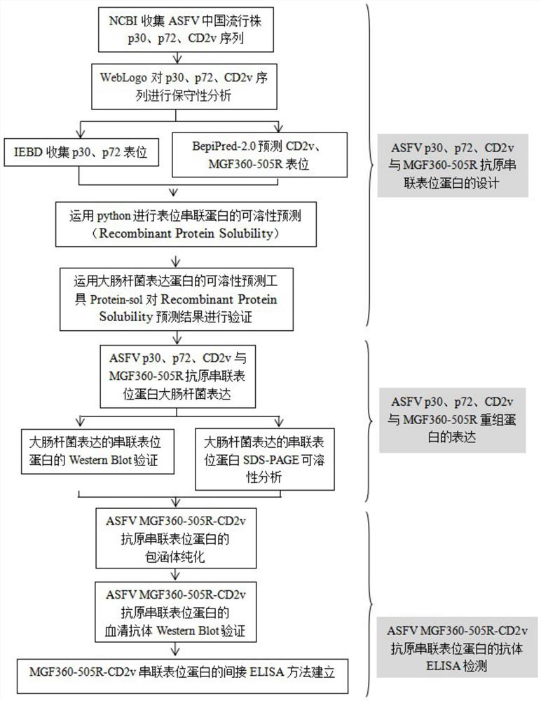 African swine fever virus antigen recombinant tandem epitope protein, construction method and application thereof, and antibody ELISA kit