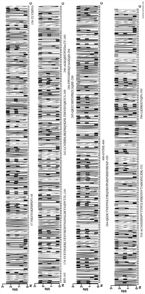 African swine fever virus antigen recombinant tandem epitope protein, construction method and application thereof, and antibody ELISA kit