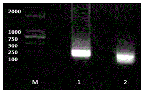 Gene engineering preparation and identification method for eriocheir sinensis crustacean hyperglycemic hormone