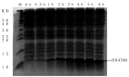 Gene engineering preparation and identification method for eriocheir sinensis crustacean hyperglycemic hormone