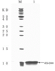 Gene engineering preparation and identification method for eriocheir sinensis crustacean hyperglycemic hormone