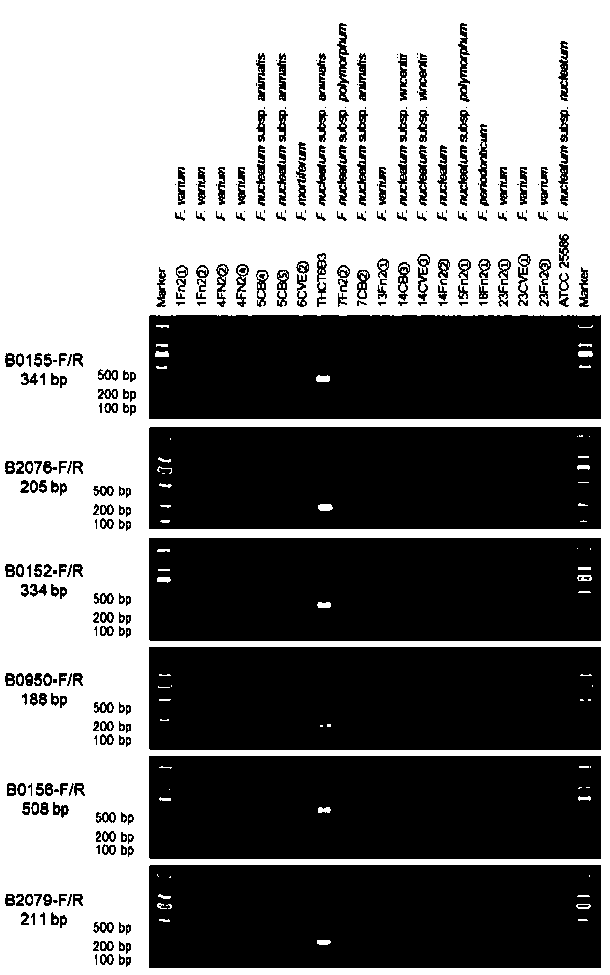 Fusobacterium nucleatum subsp. animalis strain separated from human intestines and application of F. nucleatum subsp. animalis strain