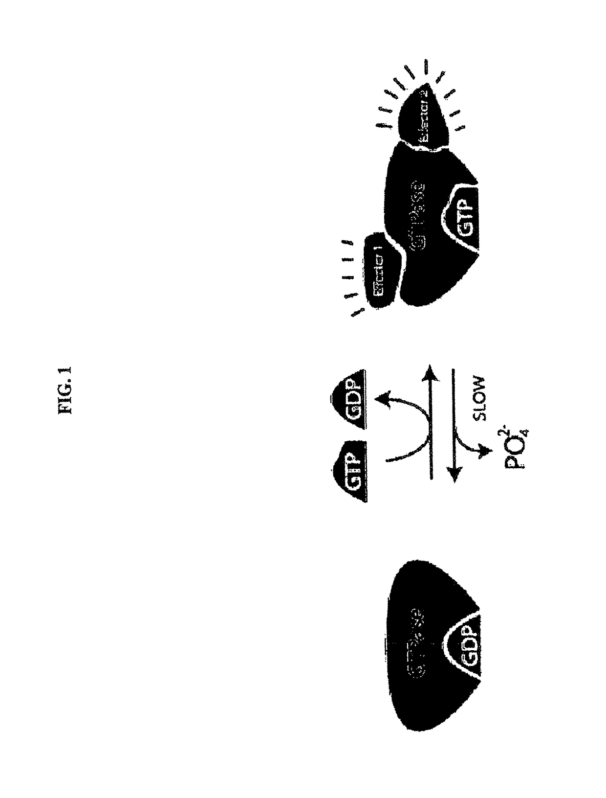 Inhibitors of KRAS G12C mutant proteins