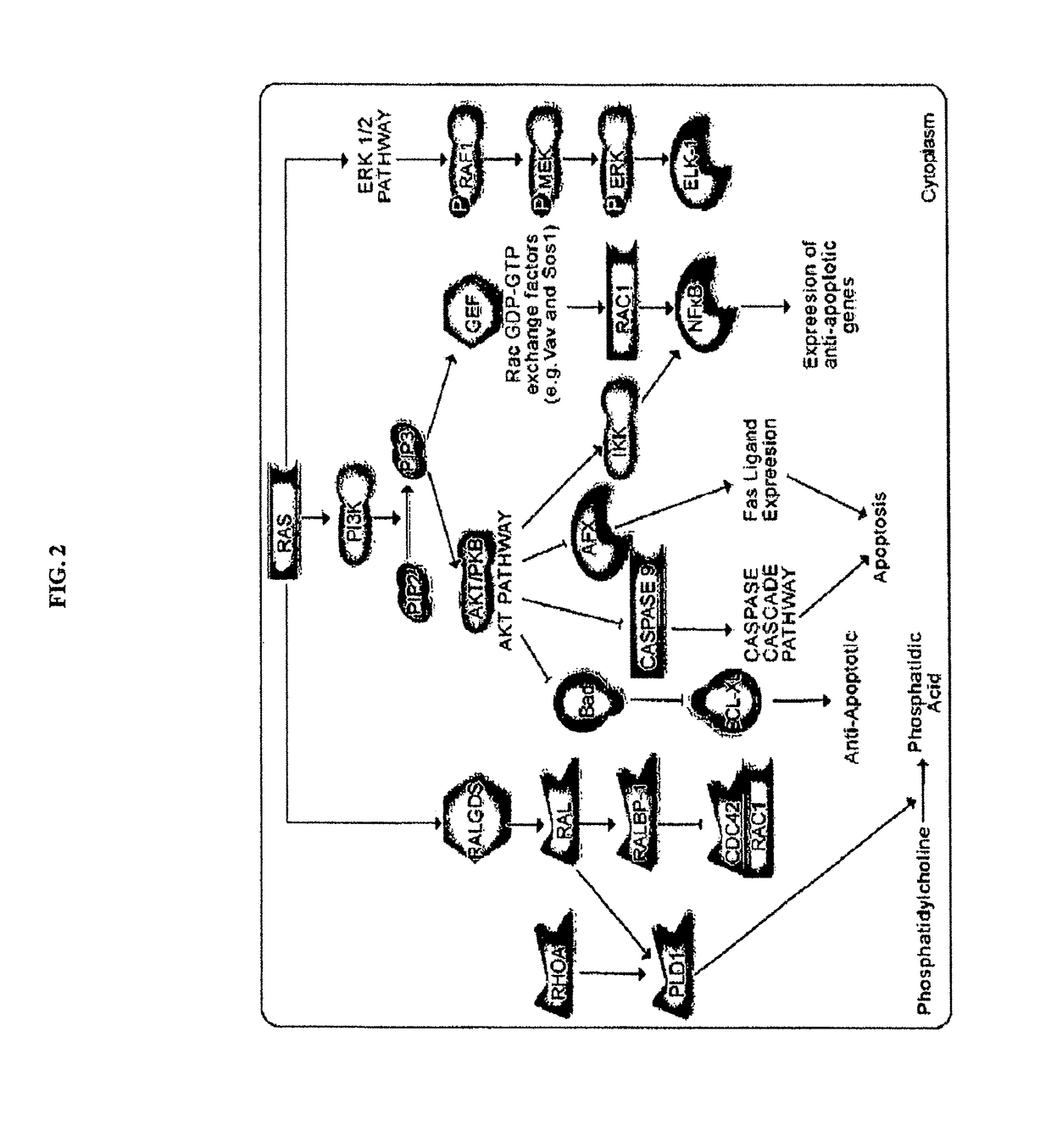 Inhibitors of KRAS G12C mutant proteins