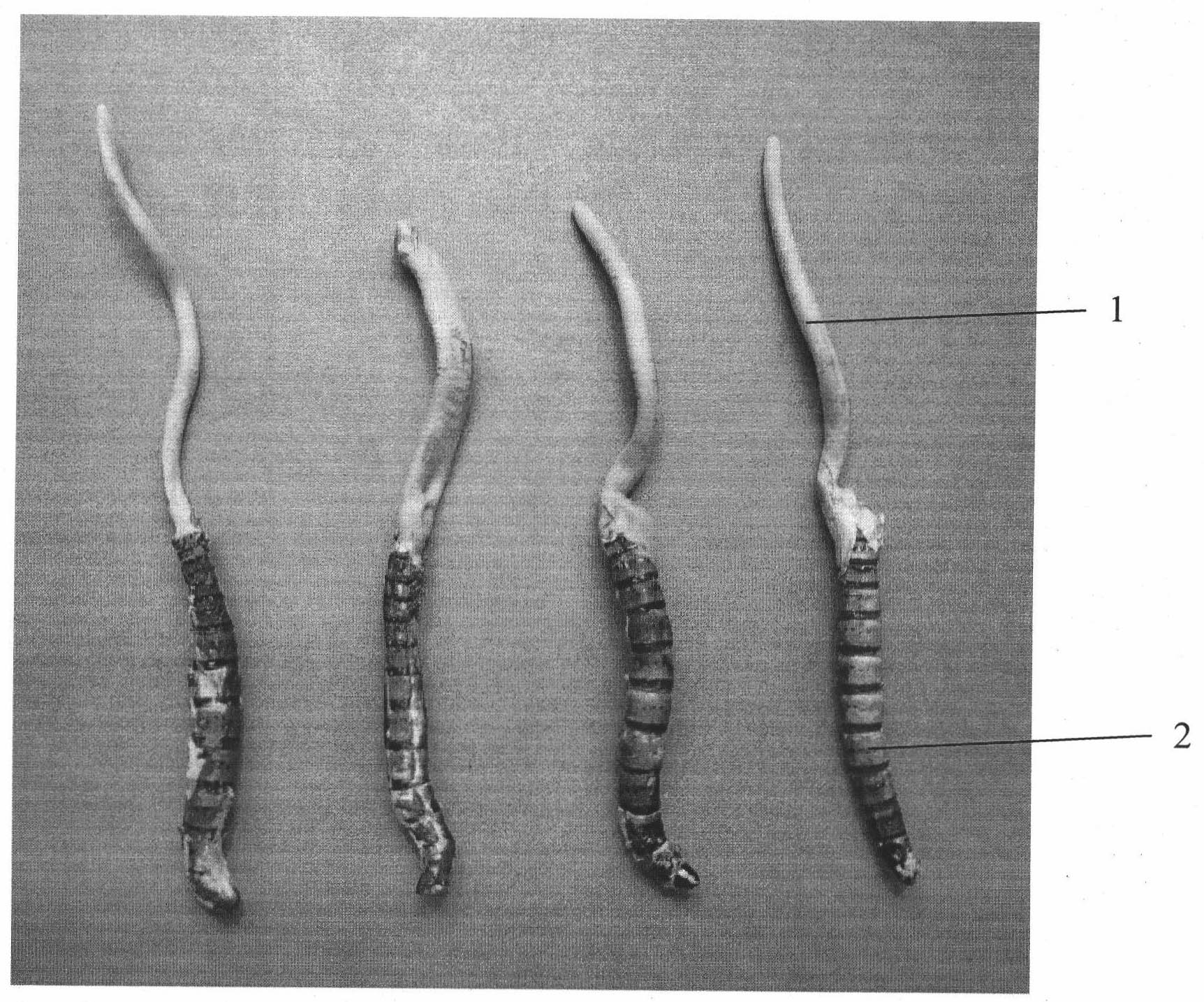 Living Chinese caterpillar fungi artificially cultivated by using larvae as hosts and method for cultivating same