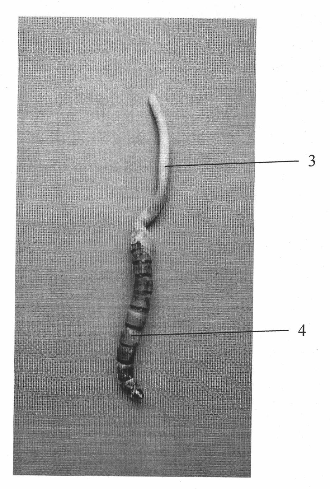 Living Chinese caterpillar fungi artificially cultivated by using larvae as hosts and method for cultivating same