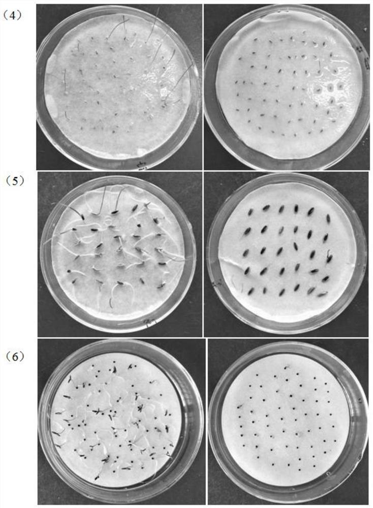 Application of Pseudomonas fluorescens in the control of dicotyledonous weeds and powdery mildew and its bacterial agent, preparation and use method