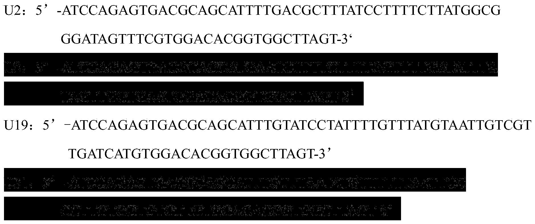 Nucleic acid aptamer for specific binding with human epidermal growth factor receptor type III variant and application of nucleic acid aptamer