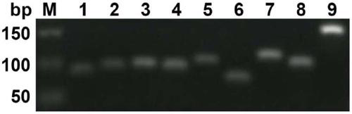 Reference gene has_circ_0000471 of human tissue/cell specimen circRNA and application thereof