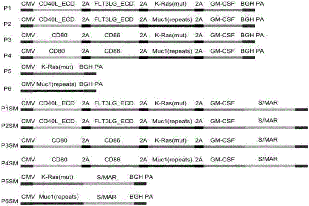 DC cell membrane bionic liposome drug carrier as well as preparation method and application thereof