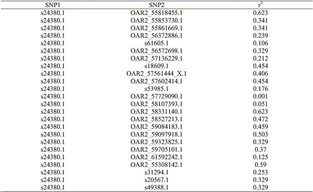 Duolang sheep SNP (single-nucleotide polymorphism) marker, and screening method and application thereof