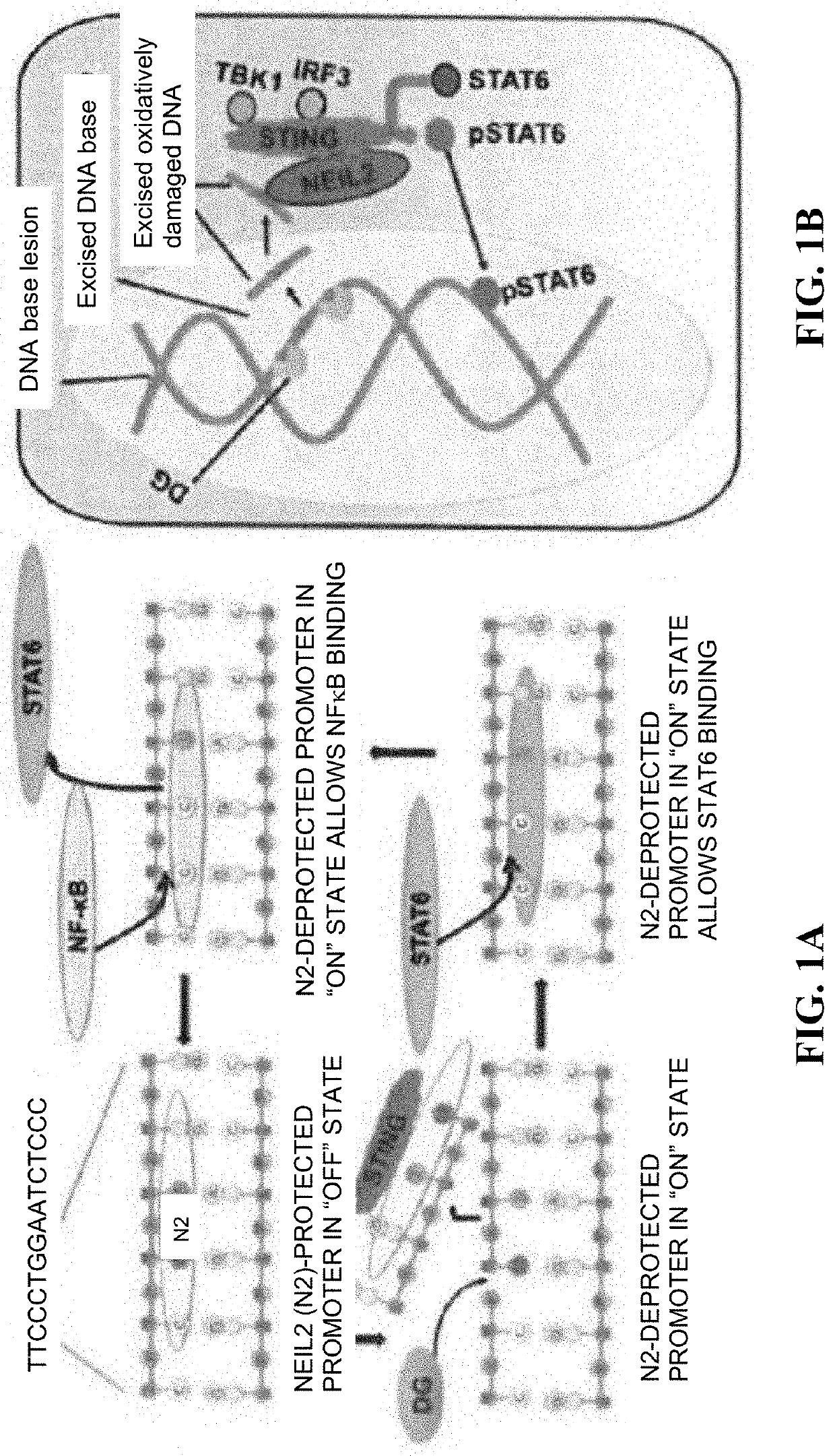 Methods and compositions related to recombinant neil2