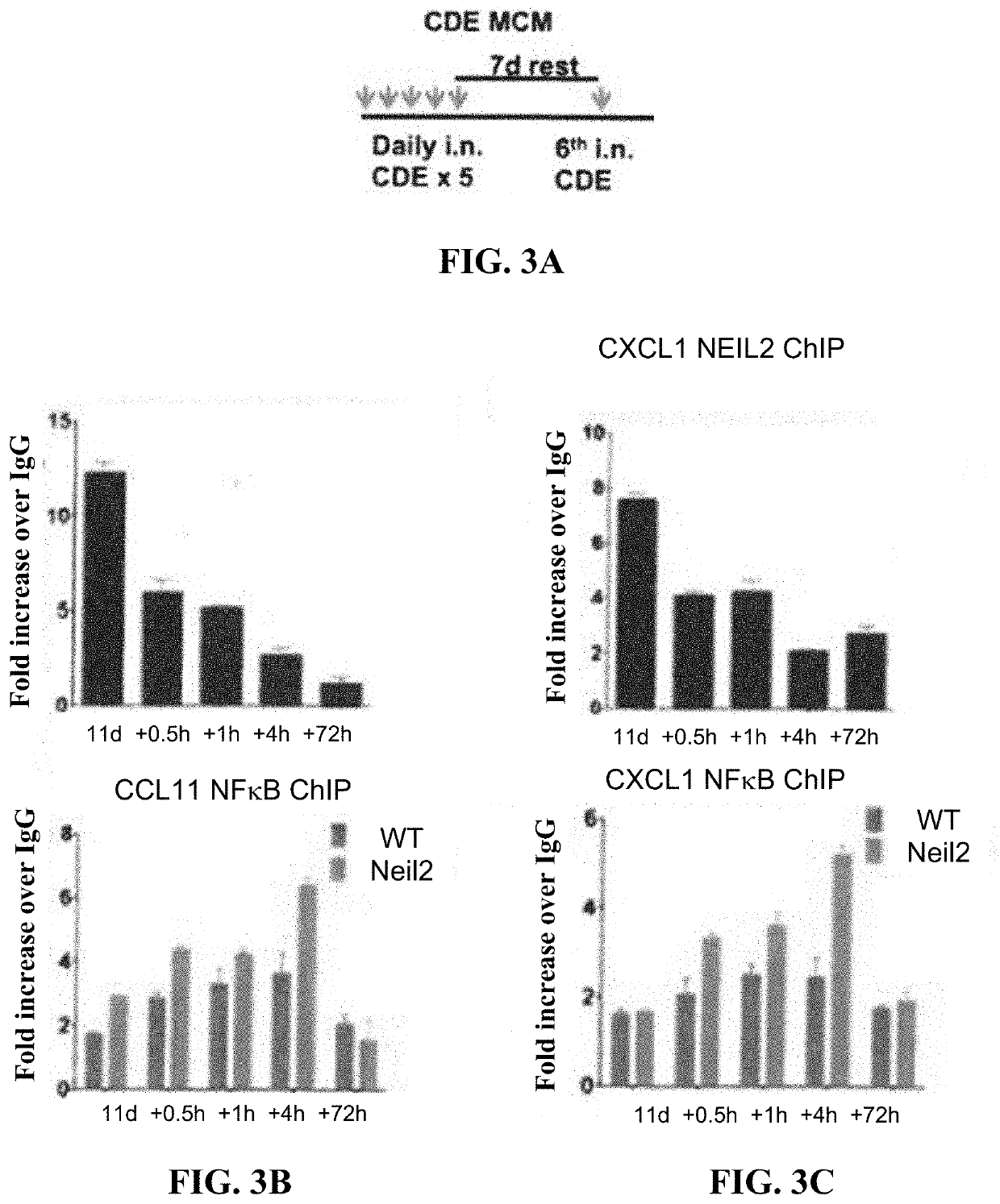 Methods and compositions related to recombinant neil2