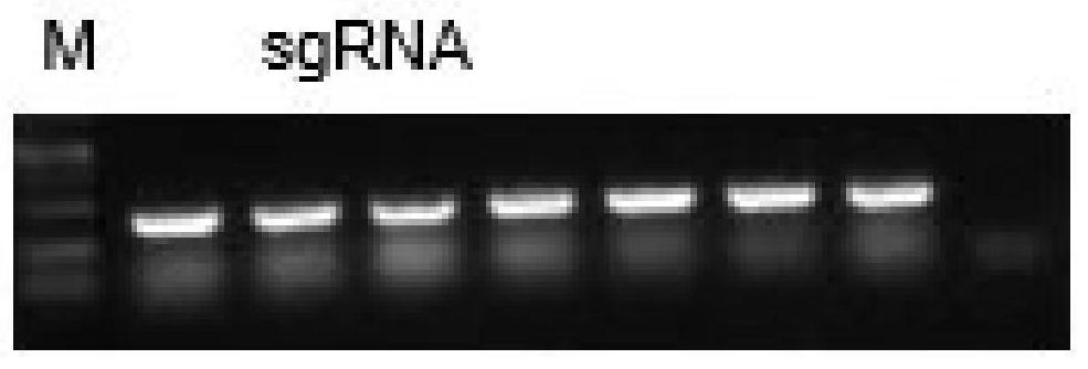 High-efficiency gene editing method of Zoysia japonica mediated by gene gun